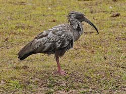 054-Plumbeous Ibis 11J8E0013