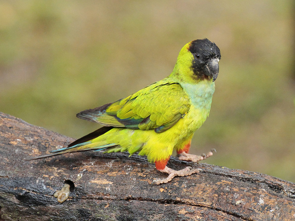 056 Black-hooded Parakeet 11J8E0150