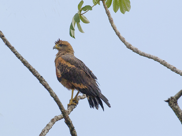 060 Savanna Hawk 11J8E0324