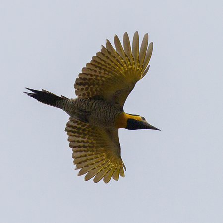 063 Campo Flicker 11J8E0336