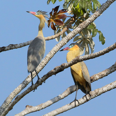 064 Whistling Herons 11J8E0376
