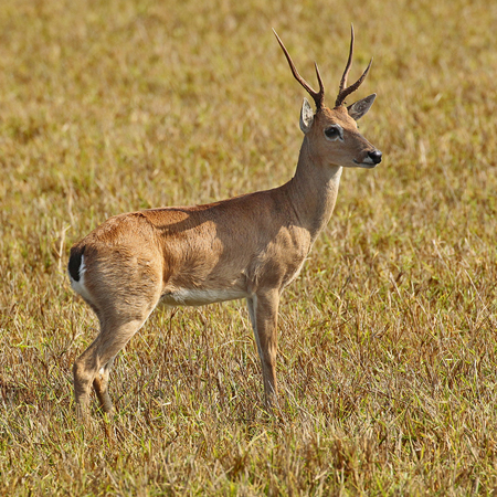 065 Marsh Deer 11J8E0370
