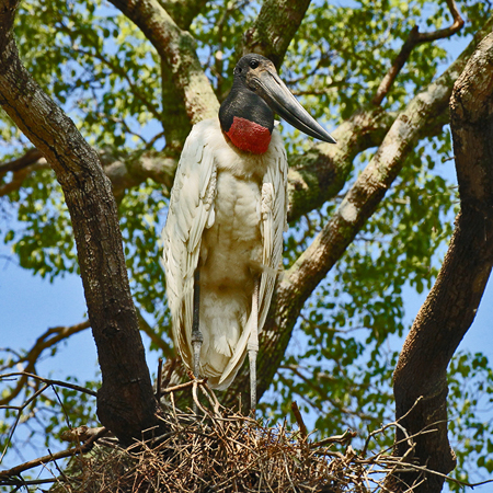 066 Jabiru Stork 11J8E0402