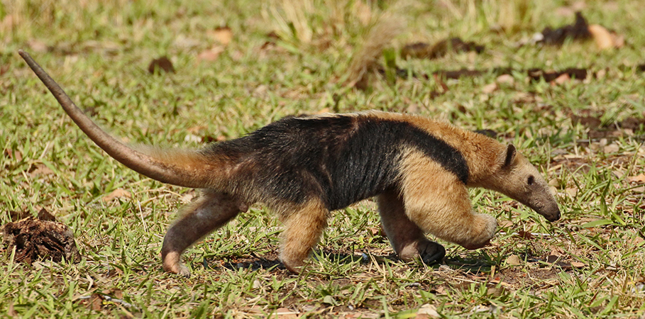 068 Collared Anteater 11J8E0452