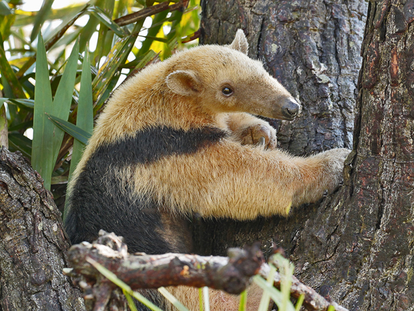 070 Collared Anteater 11J8E0473