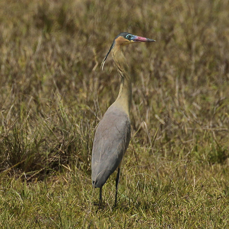 077 Whistling Heron 11J8E1094