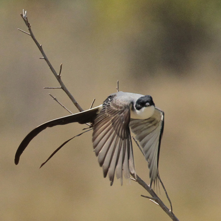 078 Fork-tailed Flycatcher 11J8E0878
