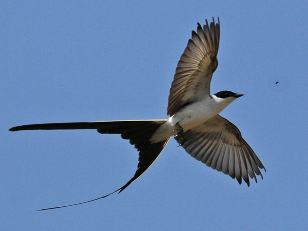 080 Fork-tailed Flycatcher 11J8E0976