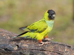 056 Black-hooded Parakeet 11J8E0150