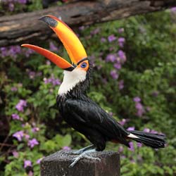 057 Toco Toucan 11J8E0213