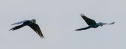 059 Hyacinth Macaws 11J8E0231