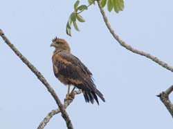 060 Savanna Hawk 11J8E0324