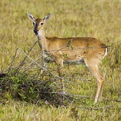 062 Marsh Deer 11J8E0355