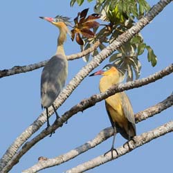 064 Whistling Herons 11J8E0376