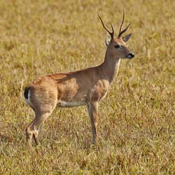 065 Marsh Deer 11J8E0370