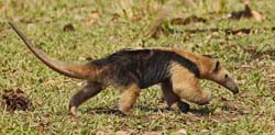 068 Collared Anteater 11J8E0452