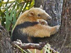 070 Collared Anteater 11J8E0473