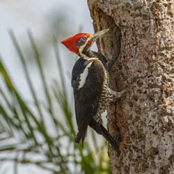 071 Lineated Woodpecker 11J8E0588