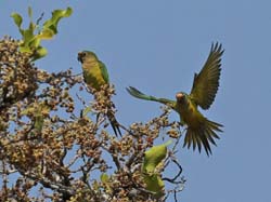 073 Peach-fronted Parakeet 11J8E0609
