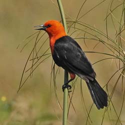 075 Scarlet-headed Blackbird 11J8E0641