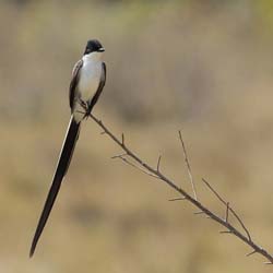 076 Fork-tailed Flycatcher 11J8E0767