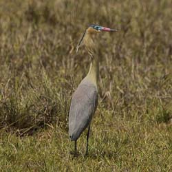077 Whistling Heron 11J8E1094