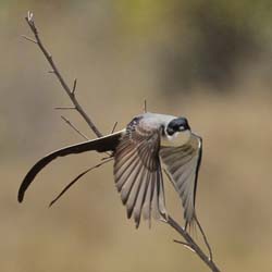 078 Fork-tailed Flycatcher 11J8E0878