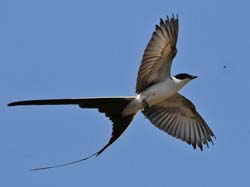 080 Fork-tailed Flycatcher 11J8E0976