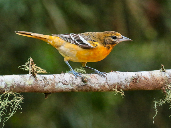 002 Juvenile Baltimore Oriole 70D7853