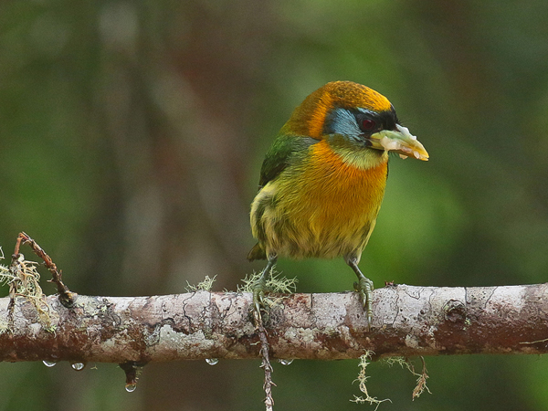 010 Female Red-headed Barbet 70D7983