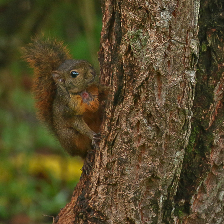 011 Ground Squirril 70D7954