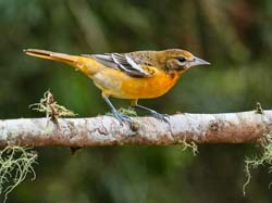 002 Juvenile Baltimore Oriole 70D7853