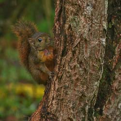 011 Ground Squirril 70D7954