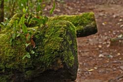 019 Moss 70D8359