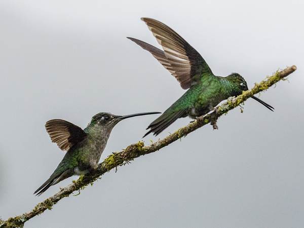 037 Green-crowned Brilliant 70D8214