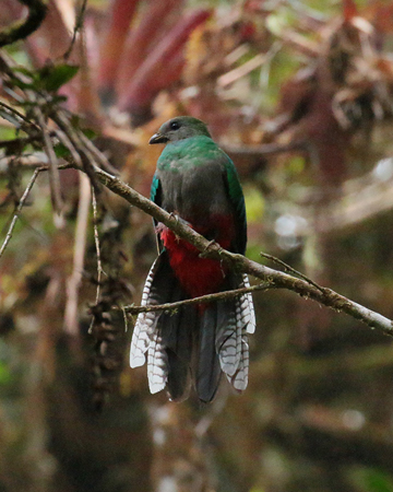 038 Female Resplendent Quetzal 70D8400