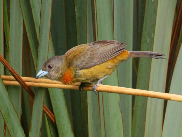 039 Female Cherrie's Tanager 70D8039