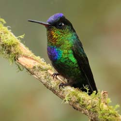 027 Fiery Throated Hummingbird 70D8126