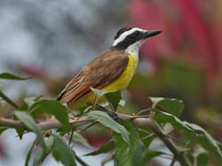 028 Great Kiskadee 70D7803