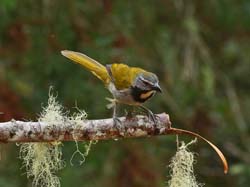 030 Buff-throated Saltador 70D7909