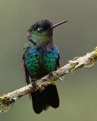 031 Fiery Throated Hummingbird 70D8160