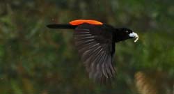 034 Passerini's Tanager 70D8089