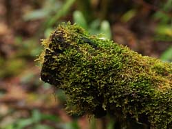 036 Moss 70D8362
