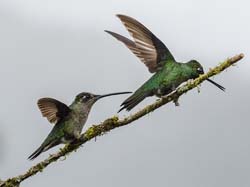 037 Green-crowned Brilliant 70D8214