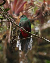 038 Female Resplendent Quetzal 70D8400