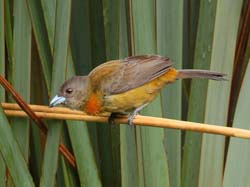 039 Female Cherrie's Tanager 70D8039