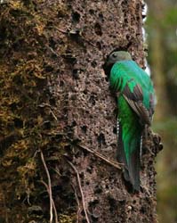 041 Female Resplendent Quetzal 70D8428