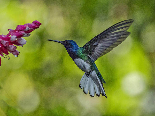 048 White-necked Jacobin 70D8549