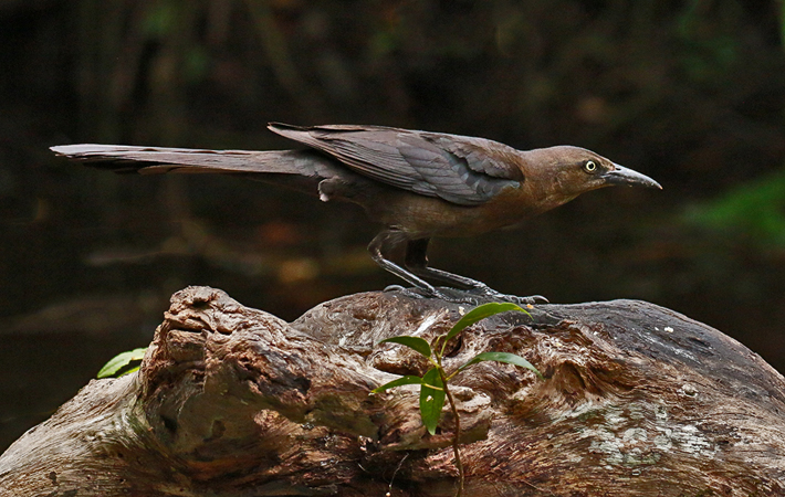 051 Great-tailed Grackle 70D8766
