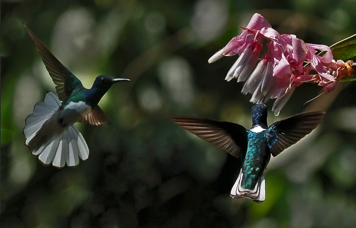 052 White-necked Jacobins 70D8515